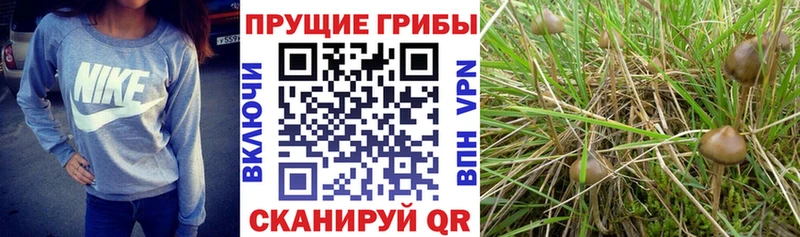 Псилоцибиновые грибы Psilocybe  Петров Вал 